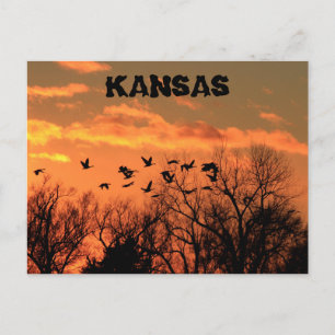 Kansas Golden Sunset with geese, trees. Post Card. Postcard