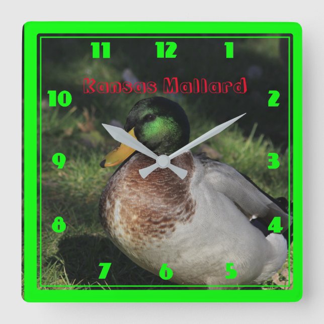 Kansas Mallard Square Wall Clock (Front)