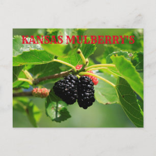 Kansas Mulberry's Closeup Post Card