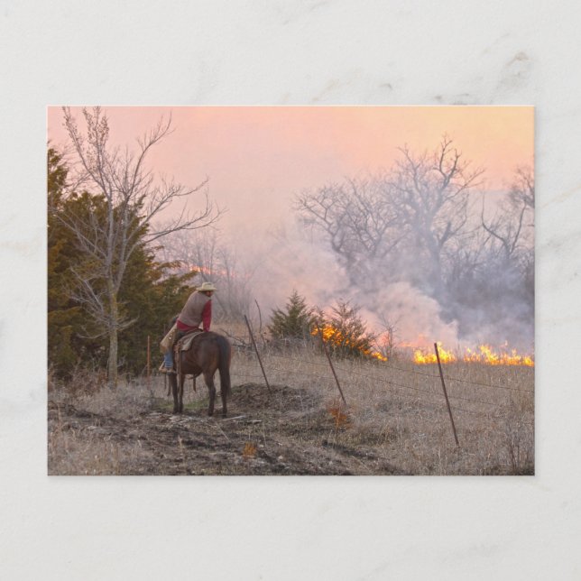 Kansas Rancher Watching a Controlled Prairie Burn Postcard (Front)