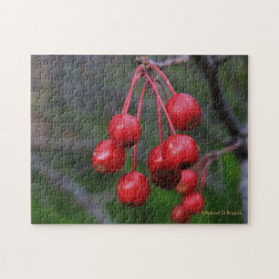 Kansas Red Berries closeup  Puzzle