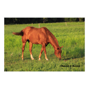 Kansas Red Horse in a Pasture Photo Enlargement Print