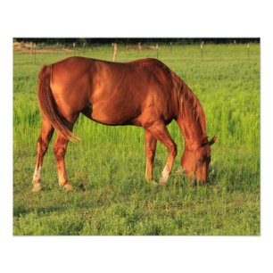 Kansas Red Horse in a Pasture Photo Print