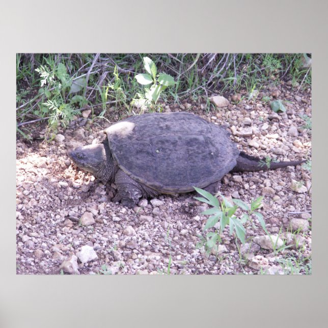 Kansas Snapping Turtle Poster (Front)