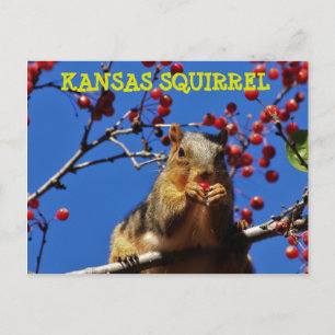 Kansas Squirrel eating a red Berry Post Card