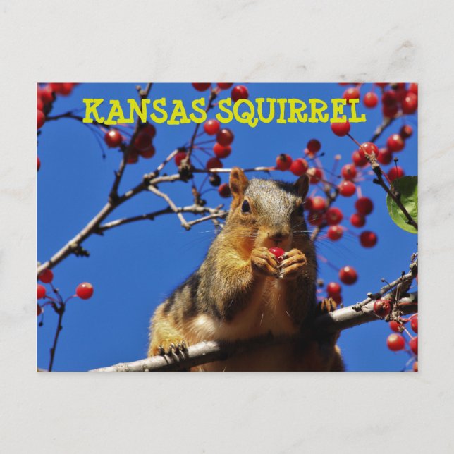 Kansas Squirrel eating a red Berry Post Card (Front)