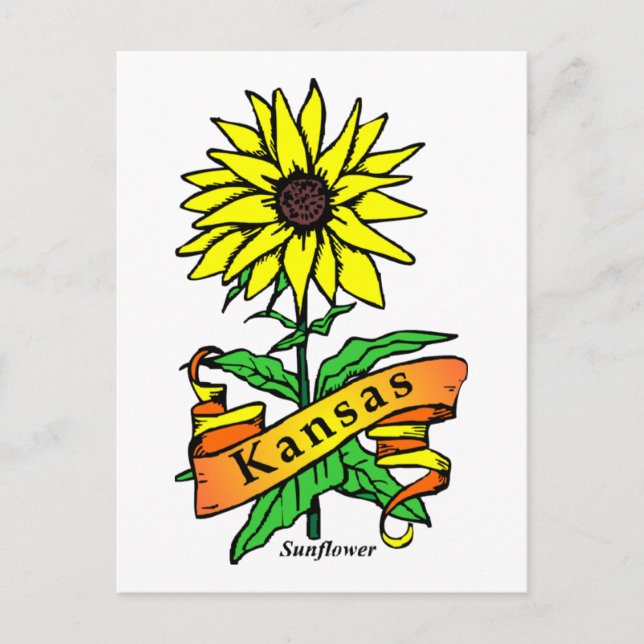 Kansas State Flower Postcard (Front)