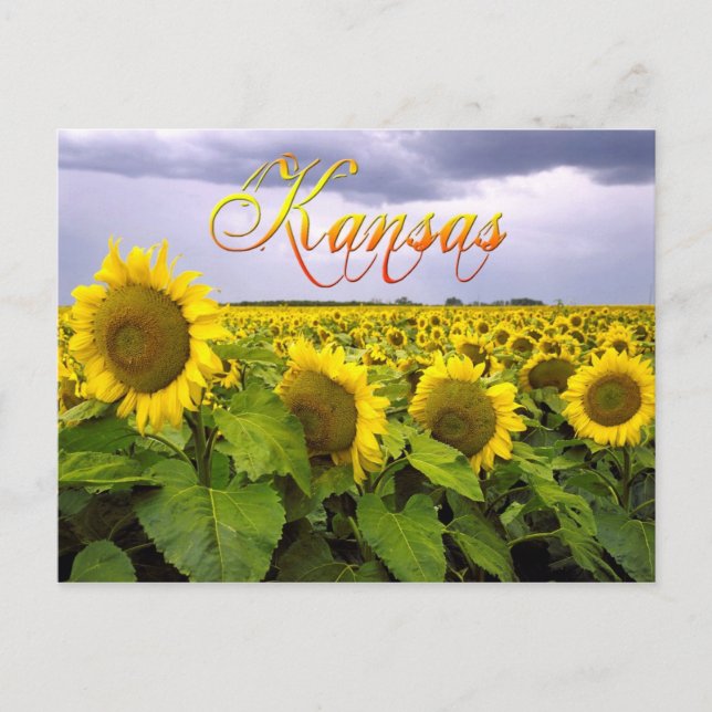 Kansas State Flower - The Sunflower Postcard (Front)
