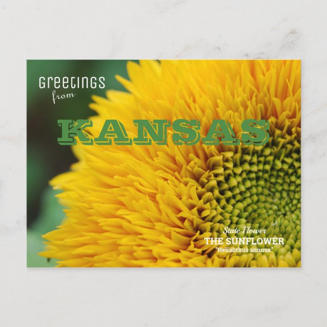 Kansas Sunflower Greetings Postcard (Front)