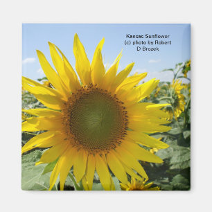 Kansas Sunflower Magnet
