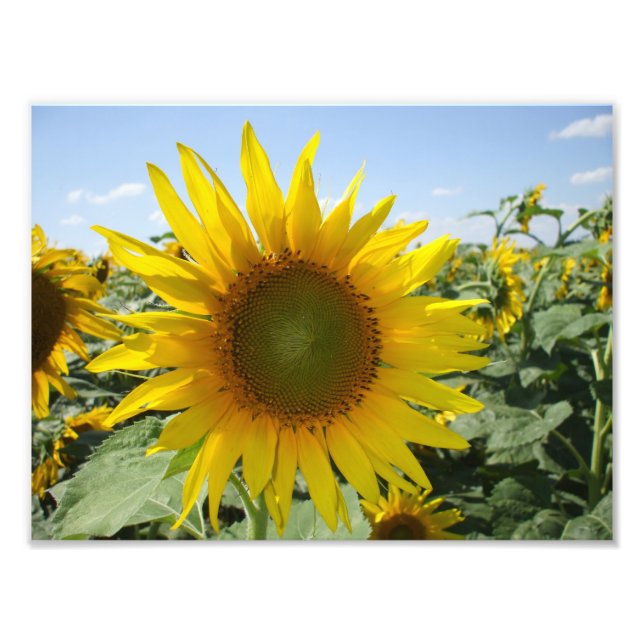 Kansas Sunflower Photo Print (Front)