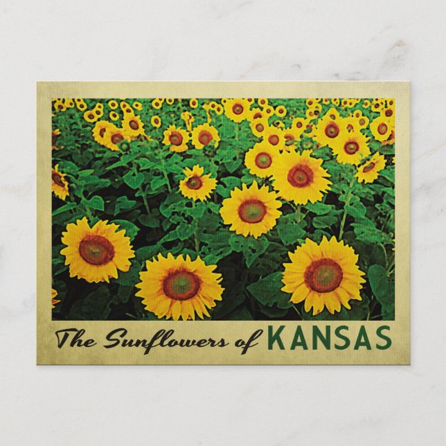 Kansas Sunflowers Postcard (Front)