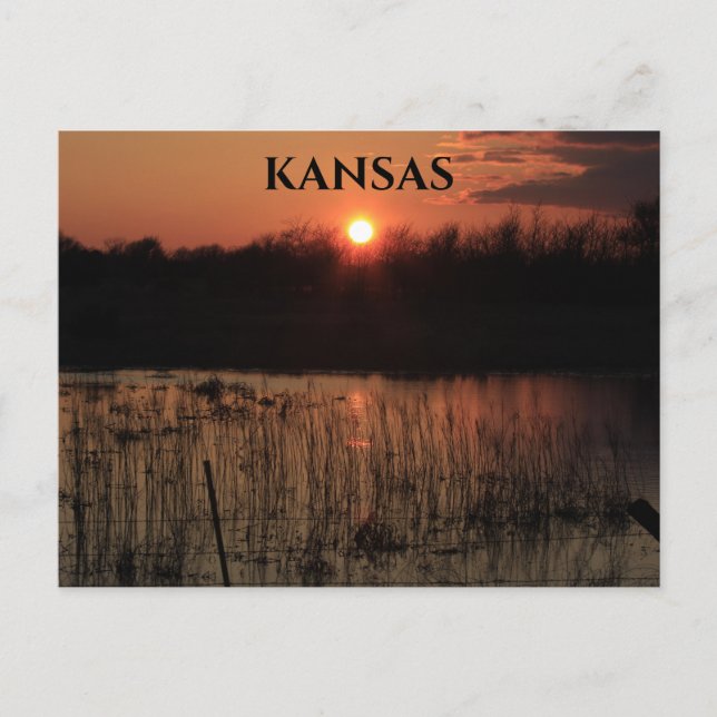 Kansas Sunset with Tree Silhouette Post Card (Front)