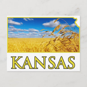 Kansas Wheat Field Postcard