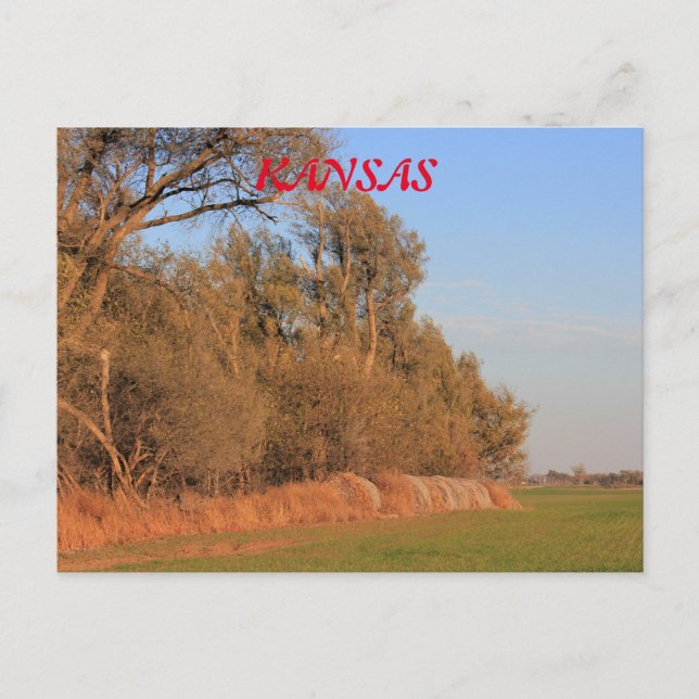 Kansas wheat field with trees Post Card (Front)