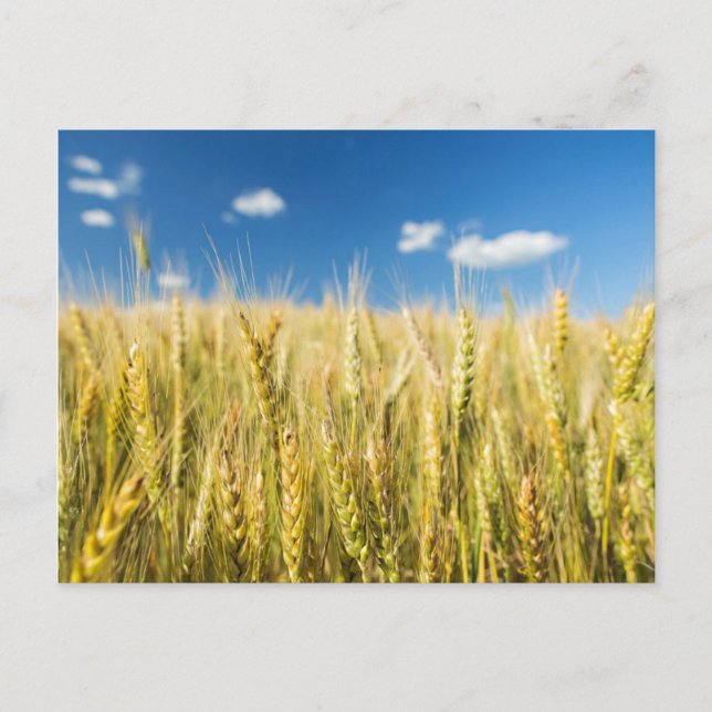 Kansas Wheat Postcard (Front)
