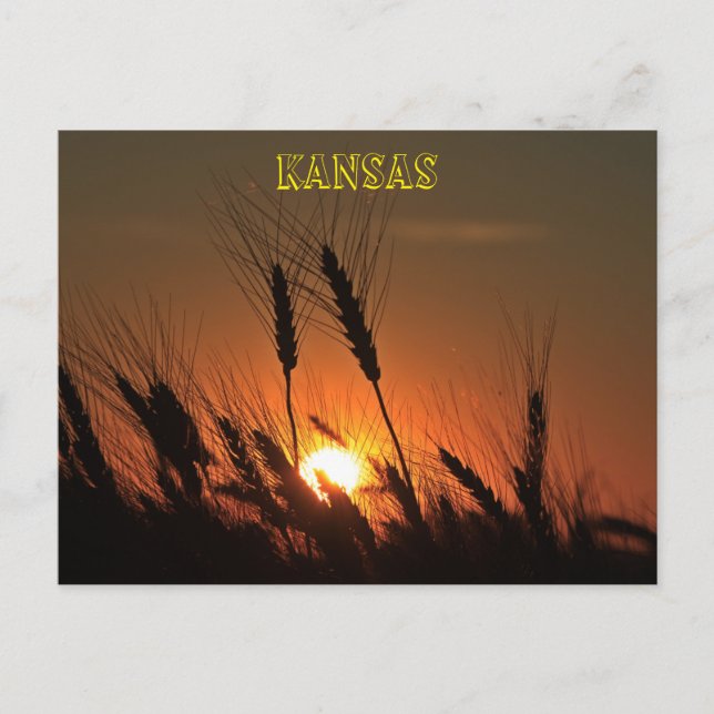 Kansas Wheat Sunset silhouette Postcard (Front)