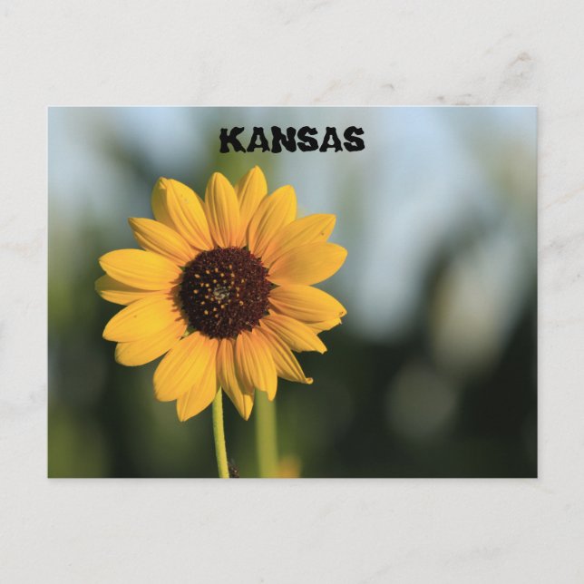 Kansas Wild Sunflower Post Card (Front)