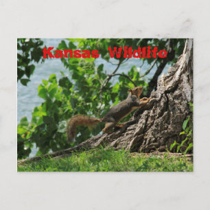 Kansas Wildlife at Sterling Lake Post Card