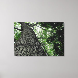 Kapok Tree @ Funchal Botanic Park, Portugal Canvas Print
