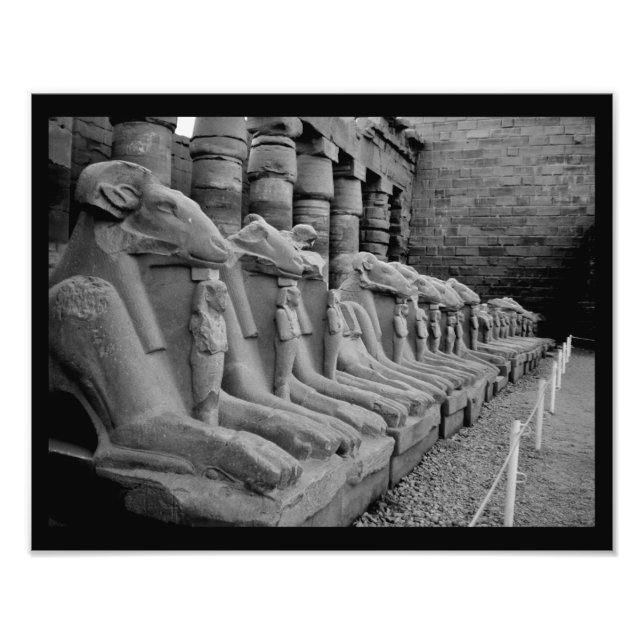 Karnak Temple Lions Photo Print (Front)