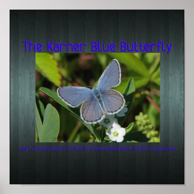 karner blue print (Front)