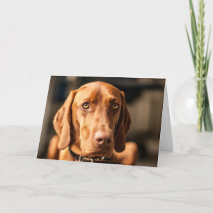 Karte mit Motiv "Magyar Vizsla" Card