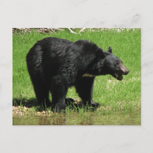 Kasha Bear 1 Postcard (Front)