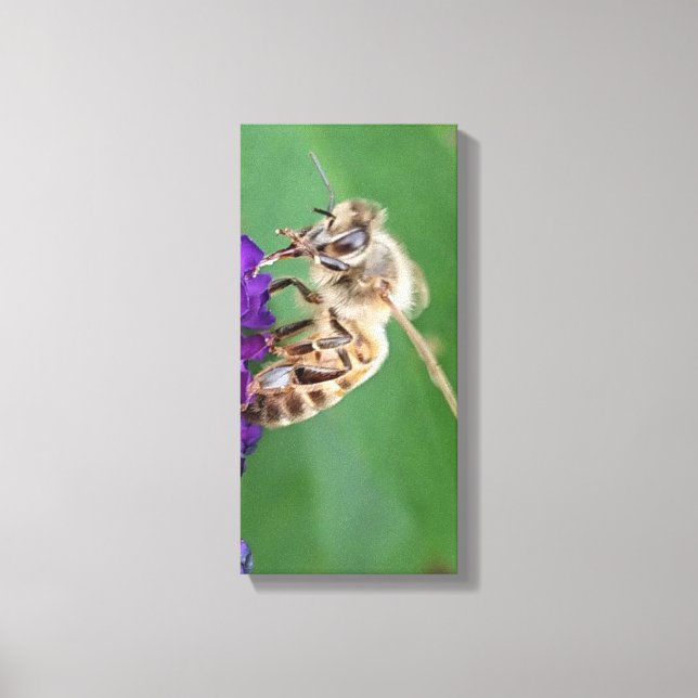 Katharos. Bee pollinating. (Canvas art) Canvas Print (Front)