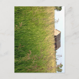 Kathleen Taylor's Amber Waves of Hay Postcard