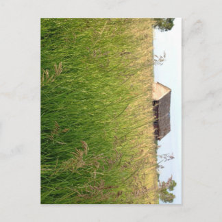Kathleen Taylor's Amber Waves of Hay Postcard