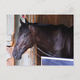 Kathy Ritvo Stables Postcard