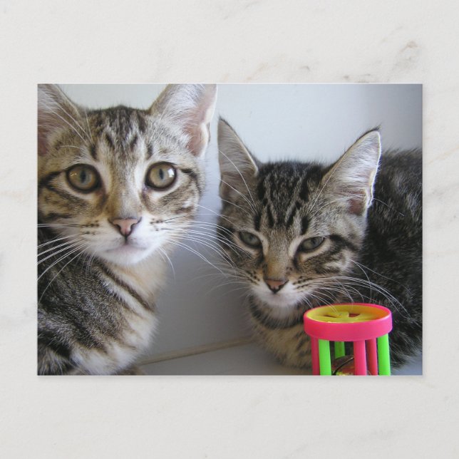 Katie & Carl Postcard (Front)