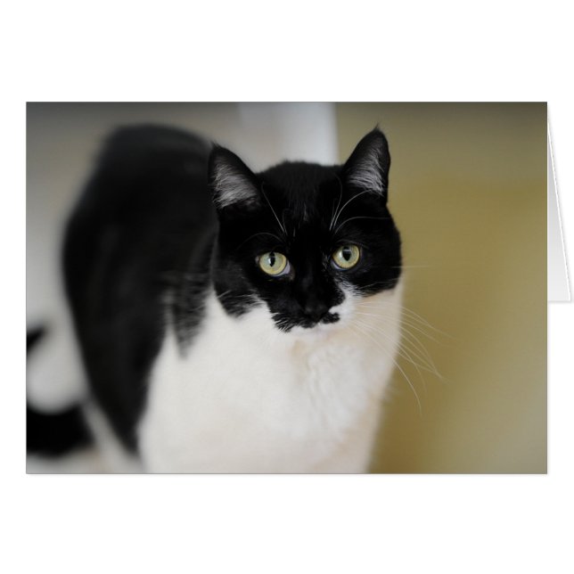 Katie Kitty (Front Horizontal)