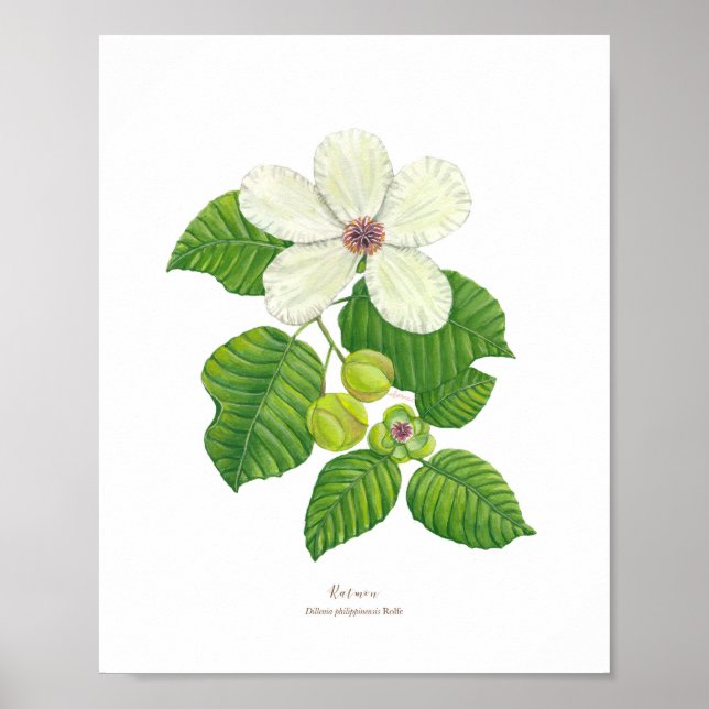 Katmon (Dillenia philippinensis) Ph Forest Blooms Poster (Front)