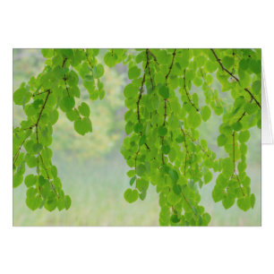 Katsura Tree Limbs in Springtime Seabeck, WA