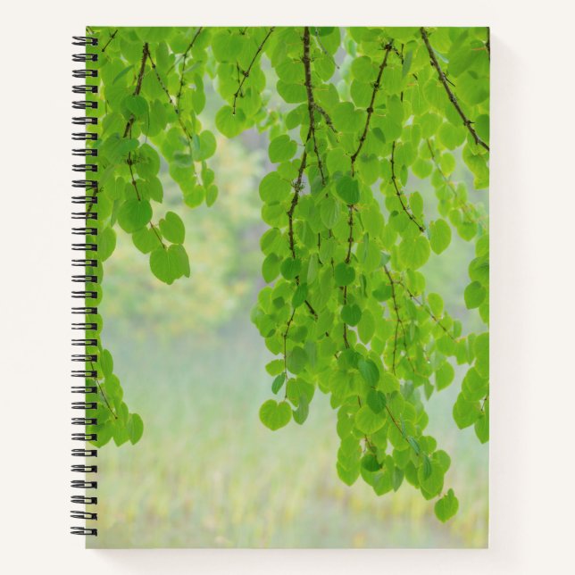 Katsura Tree Limbs in Springtime | Seabeck, WA Notebook (Front)