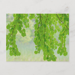 Katsura Tree Limbs in Springtime   Seabeck, WA Postcard