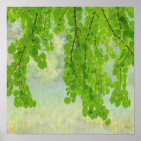 Katsura Tree Limbs in Springtime | Seabeck, WA