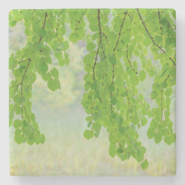 Katsura Tree Limbs in Springtime | Seabeck, WA Stone Coaster (Front)