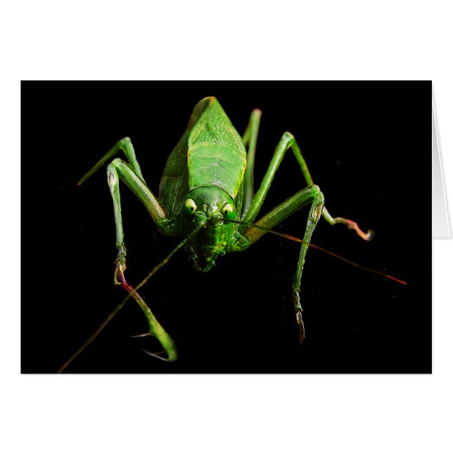 Katydid Blank Card (Front Horizontal)