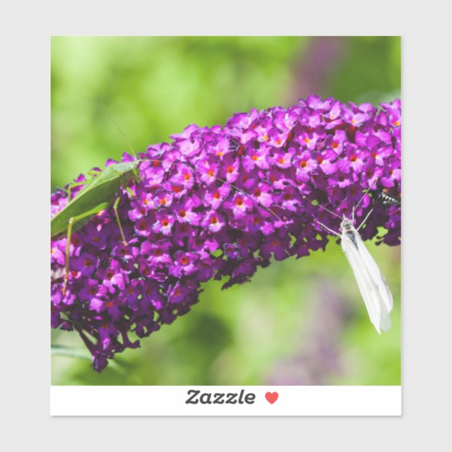 katydid energy (Sheet)