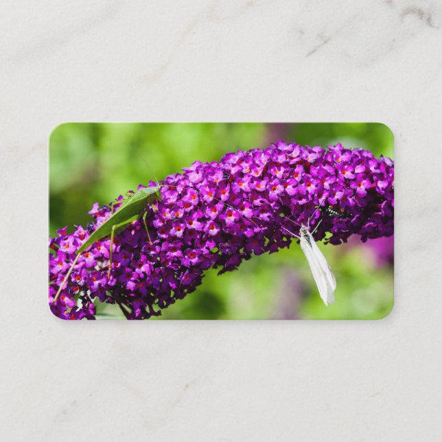 katydid energy business card (Front)