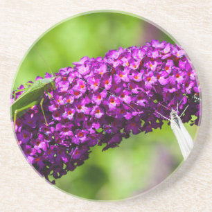 katydid energy coaster