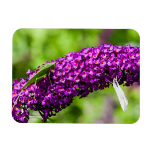 katydid energy magnet