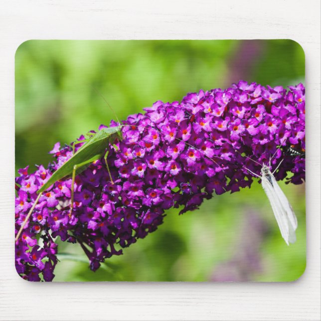 katydid energy mouse pad (Front)