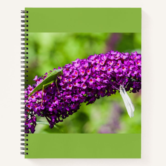 katydid energy notebook (Front)