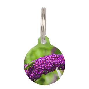 katydid energy pet tag