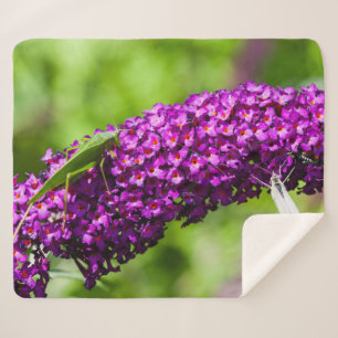 katydid energy sherpa blanket