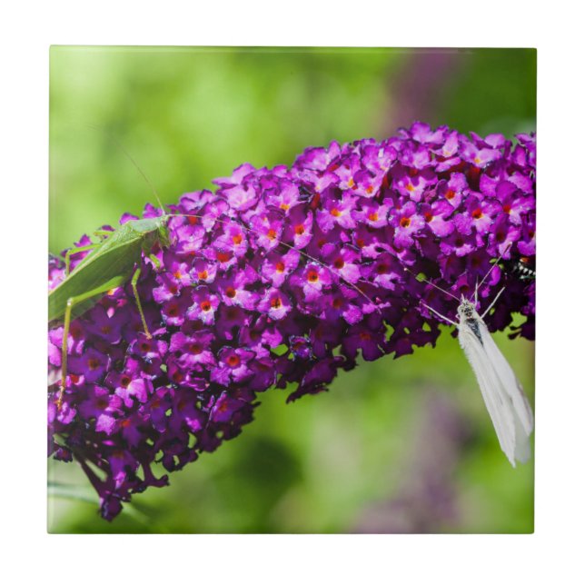 katydid energy tile (Front)